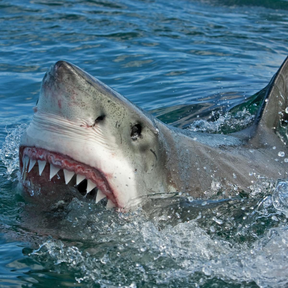 How Sharks Could Help Us Regrow Our Own Human Teeth How Sharks Could Help Us Regrow Our Own Human Teeth