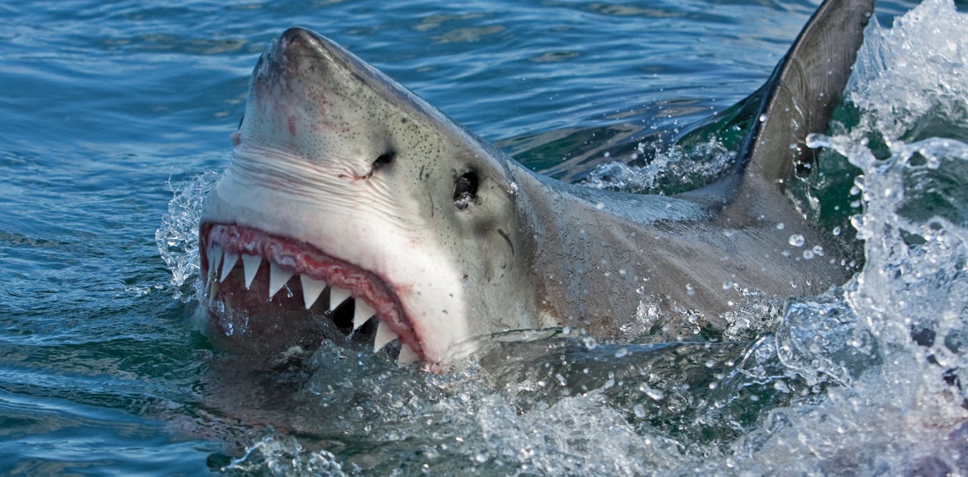 How sharks could help us regrow our own human teeth