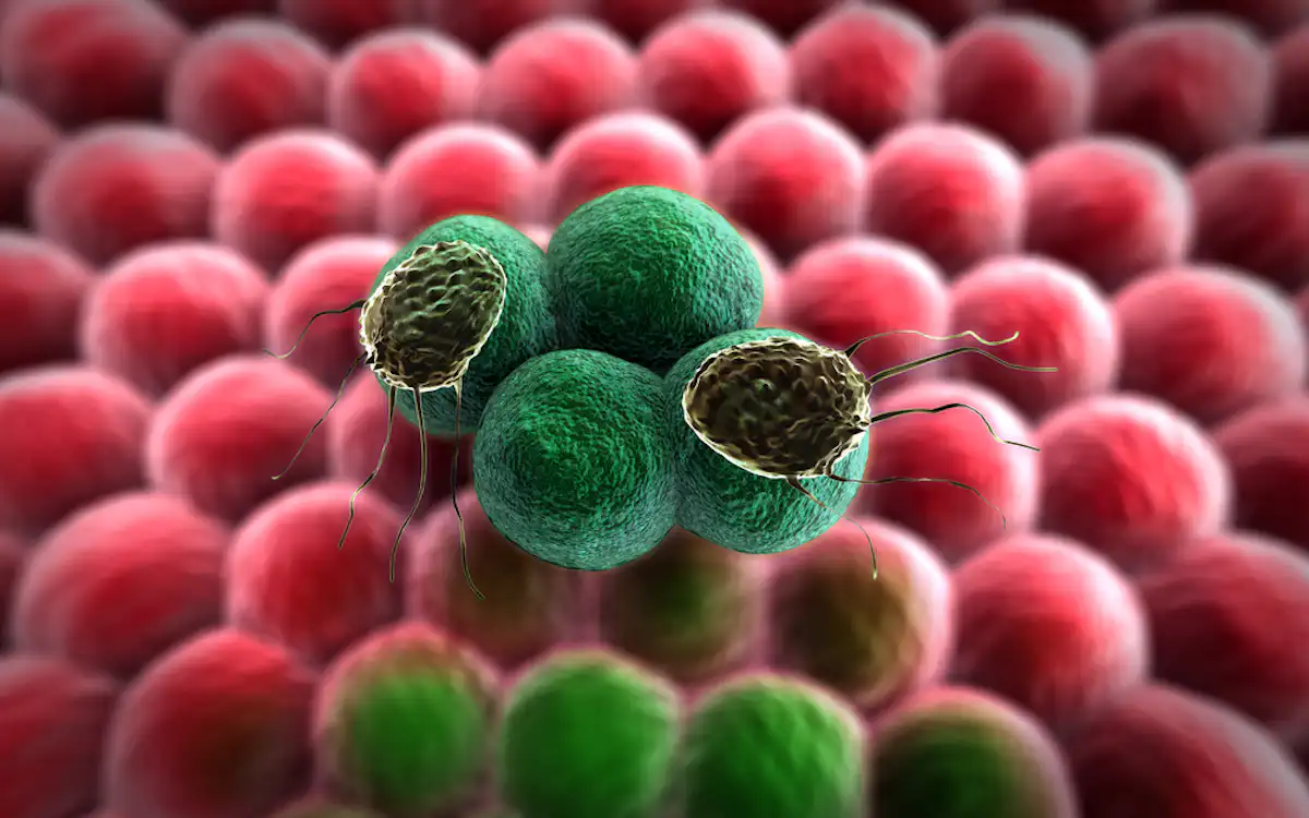 Cancer Riddled Organ Natural selection may be the answer to the cancer riddle, but can we ...