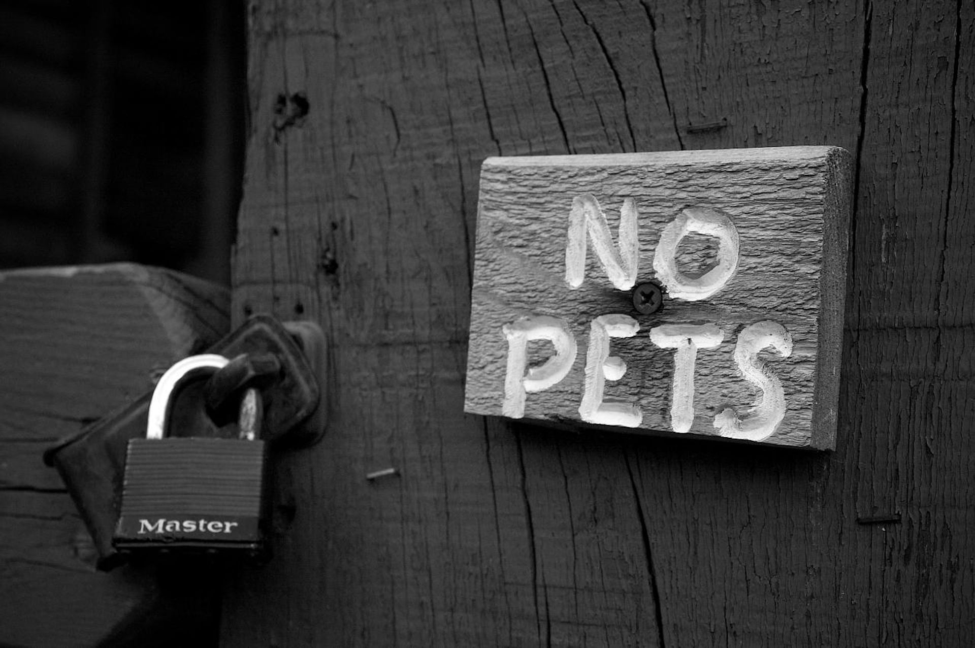 As pet owners suffer rental insecurity, perhaps landlords should think again