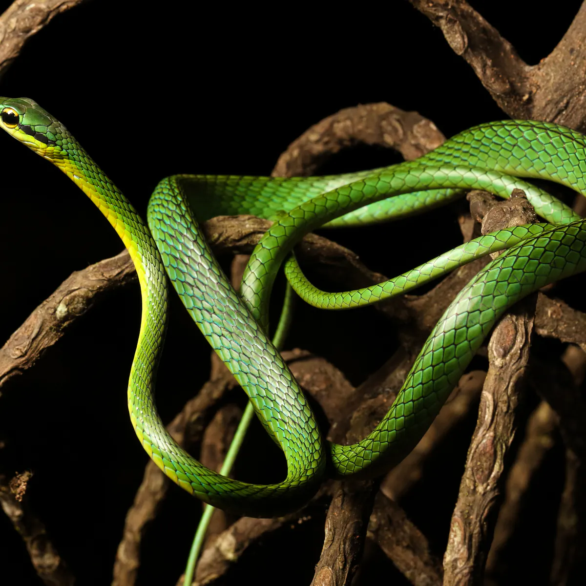 Snake Images Snake Images