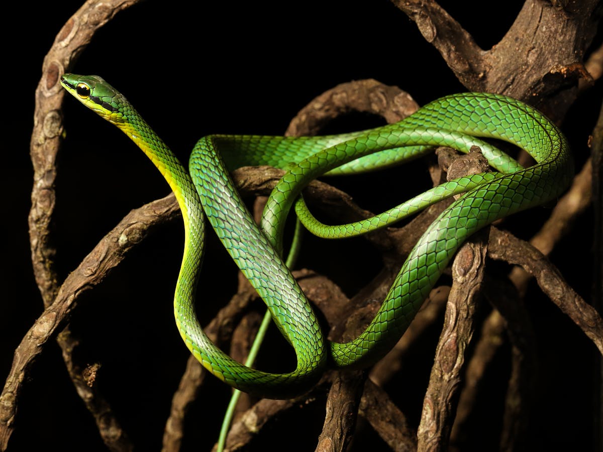 Snake 🐍 Snake