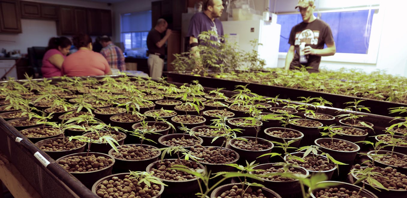 From wine to weed: Keeping the marijuana farm small and local