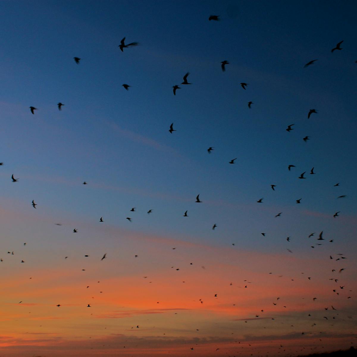 Beyond borders: Why we need global action to protect migratory birds