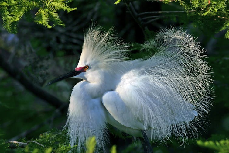 snowy egret