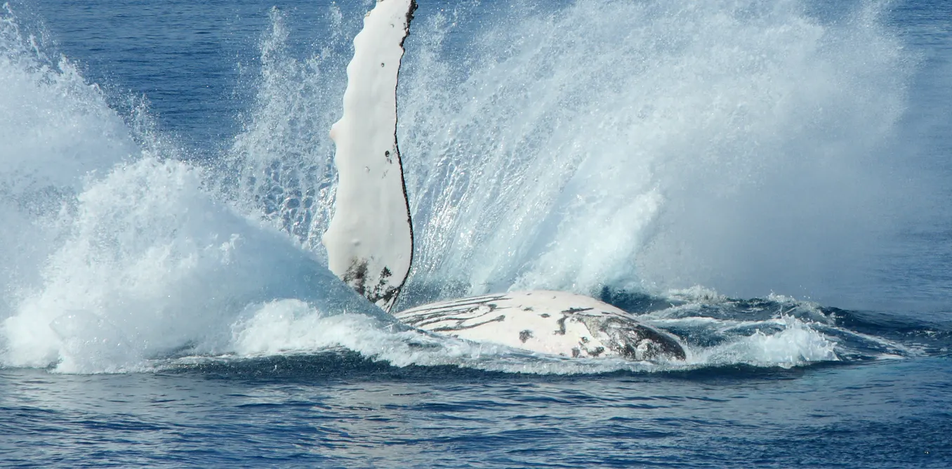 Whale of a problem: why do humpback whales protect other species from ...
