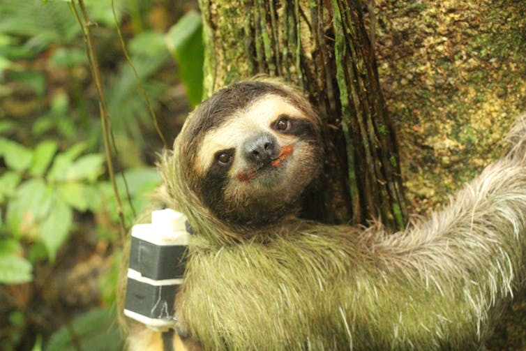 Sloths aren't lazy – their slowness is a survival skill