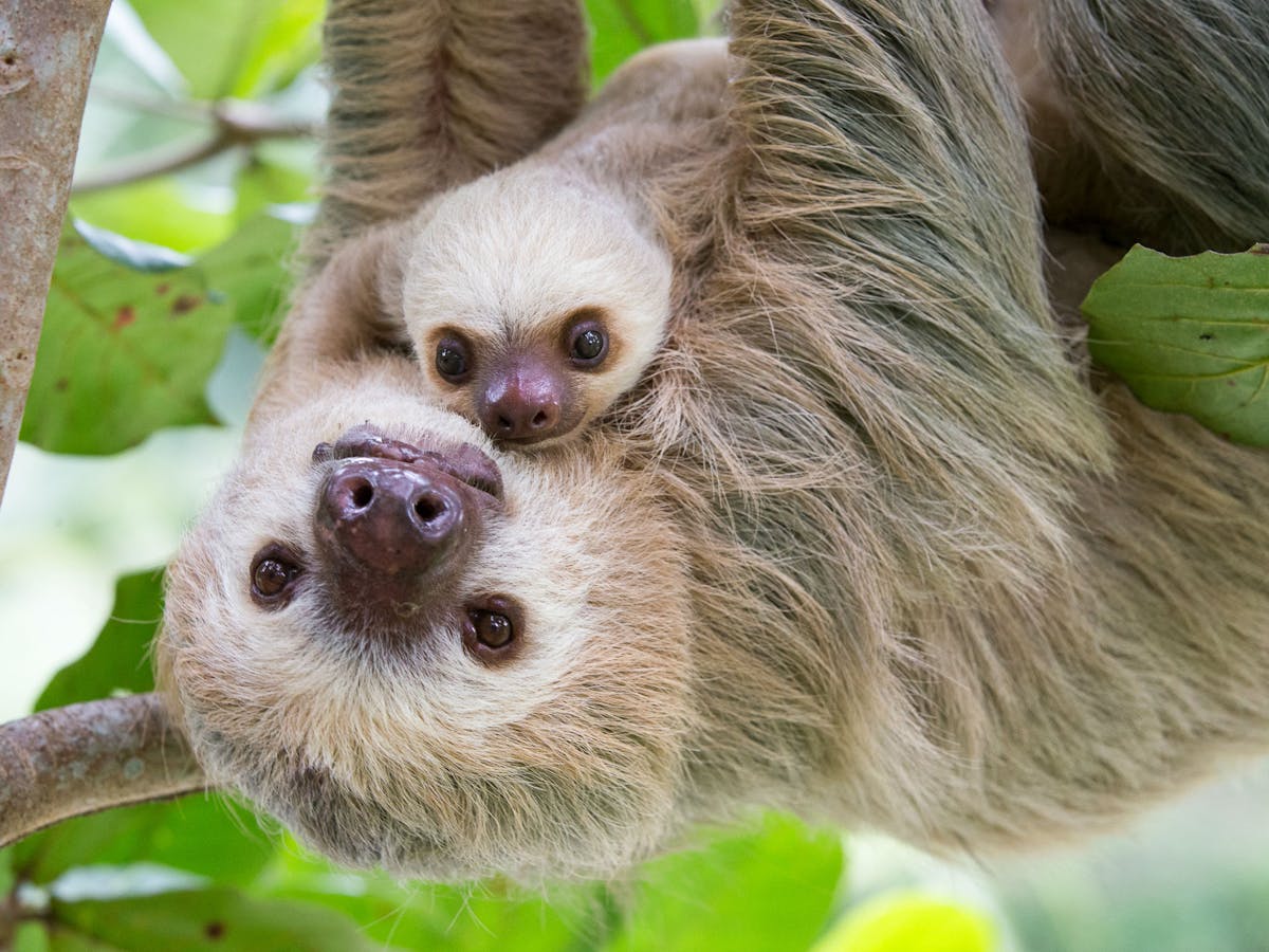 Sloth Sloth