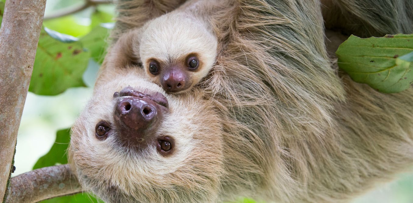 Sloths Sloths