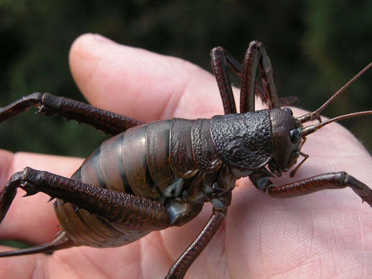 What Do Aliens Look Like The Clue Is In Evolution What Do Aliens Look Like The Clue Is In Evolution
