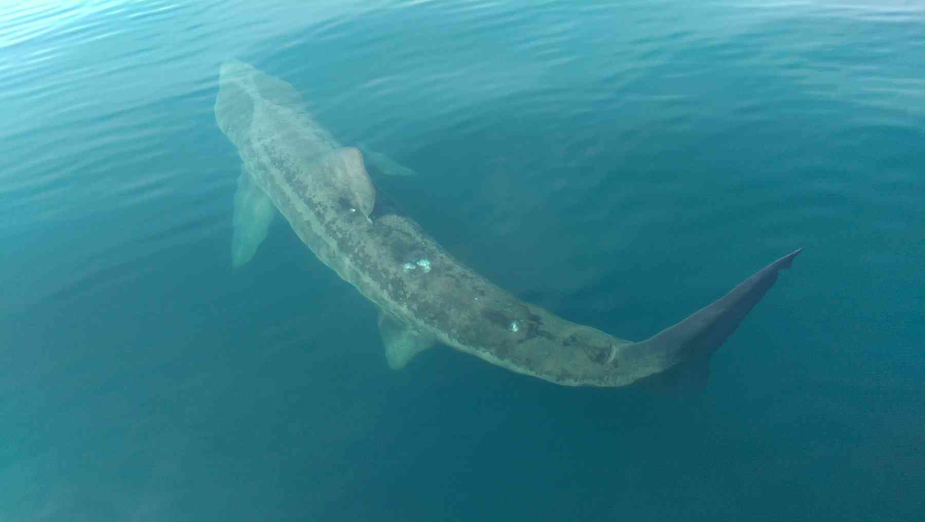 Stop freaking out about sharks in British waters – let's welcome them