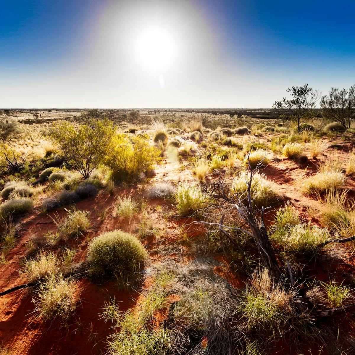 To Future Proof Our Crops From Drought Look To The Australian Deserts