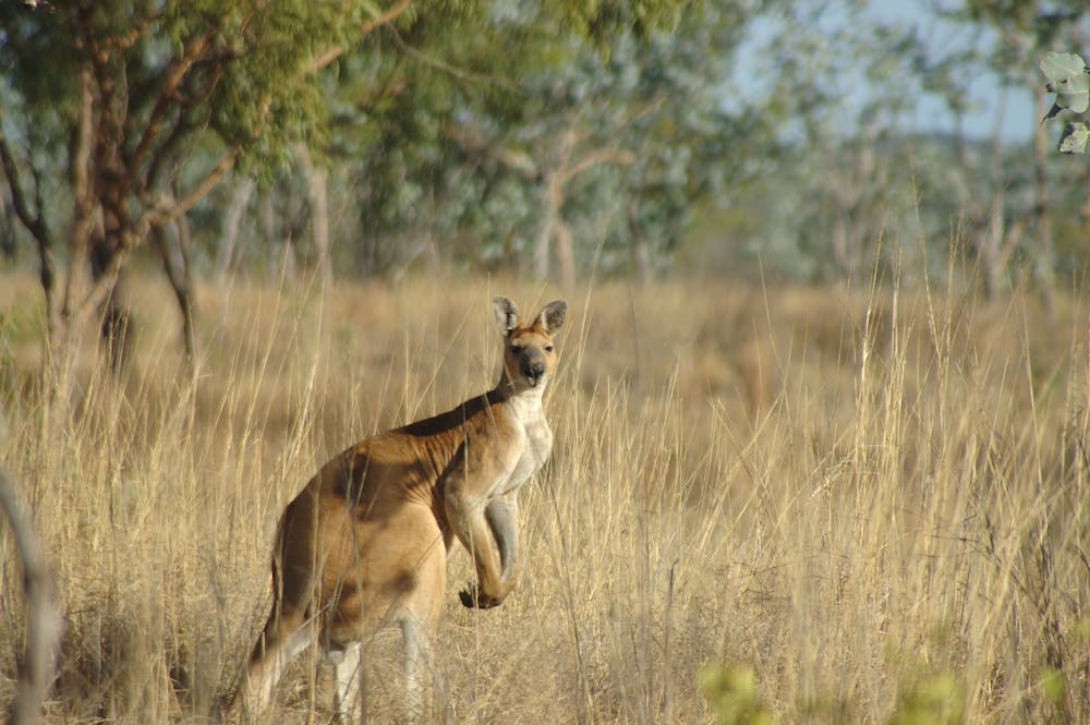 Какие в редколесьях животные. Саванна Австралия кенгур. Австралийская Саванна с кенгуру. Саванны и редколесья Австралии. Саванны и редколесья Австралии животный мир.