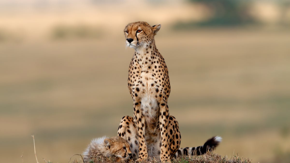 The threat to the world's largest wild animals is much greater ...