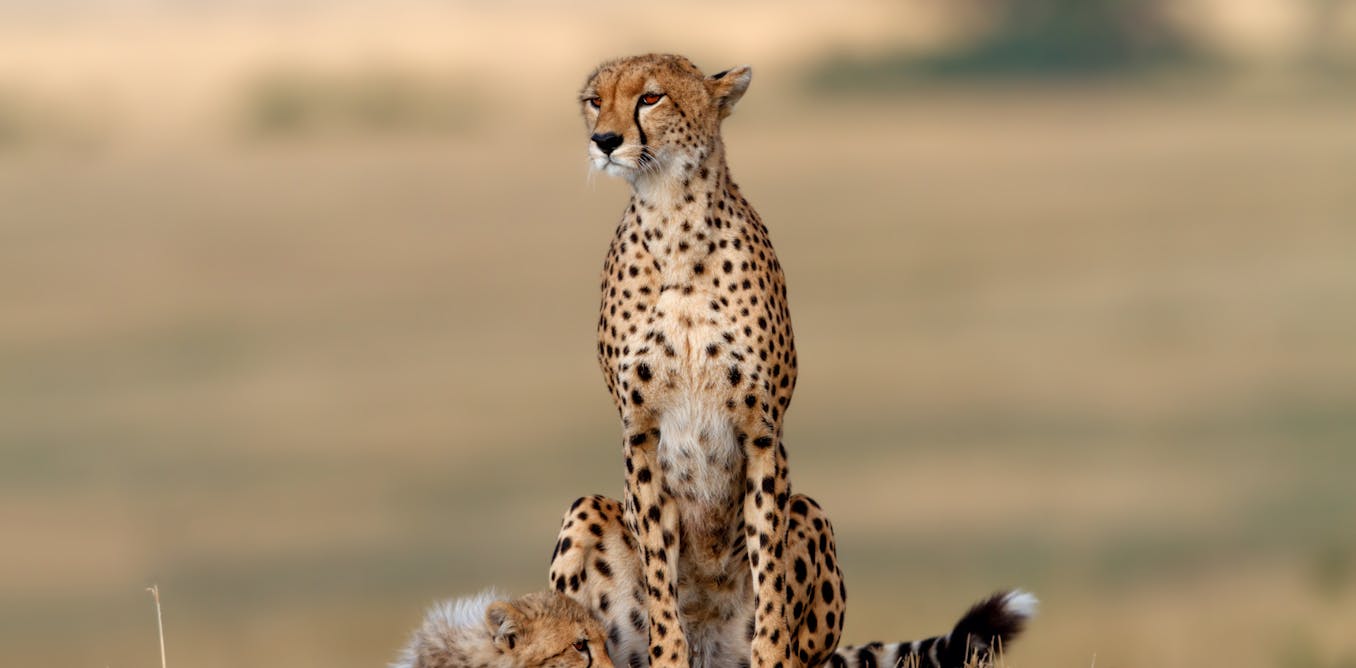 The threat to the world's largest wild animals is much greater ...