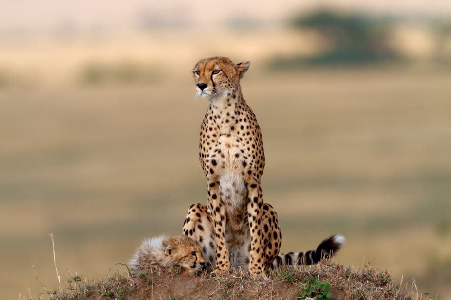 The Threat To The World S Largest Wild Animals Is Much Greater Than We Thought The Threat To The World S Largest Wild Animals Is Much Greater Than We Thought