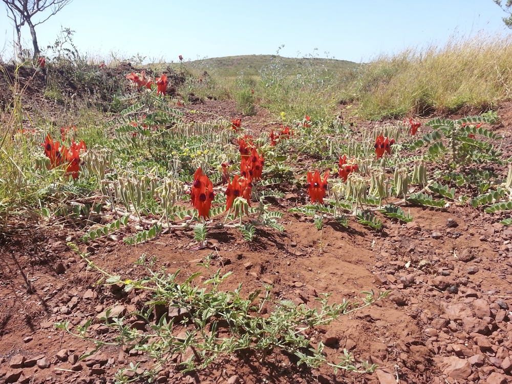 To Future Proof Our Crops From Drought Look To The Australian Deserts
