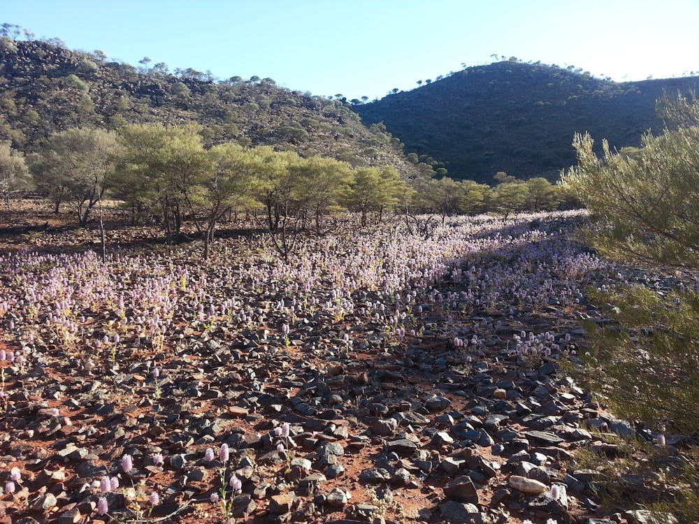 To Future Proof Our Crops From Drought Look To The Australian Deserts