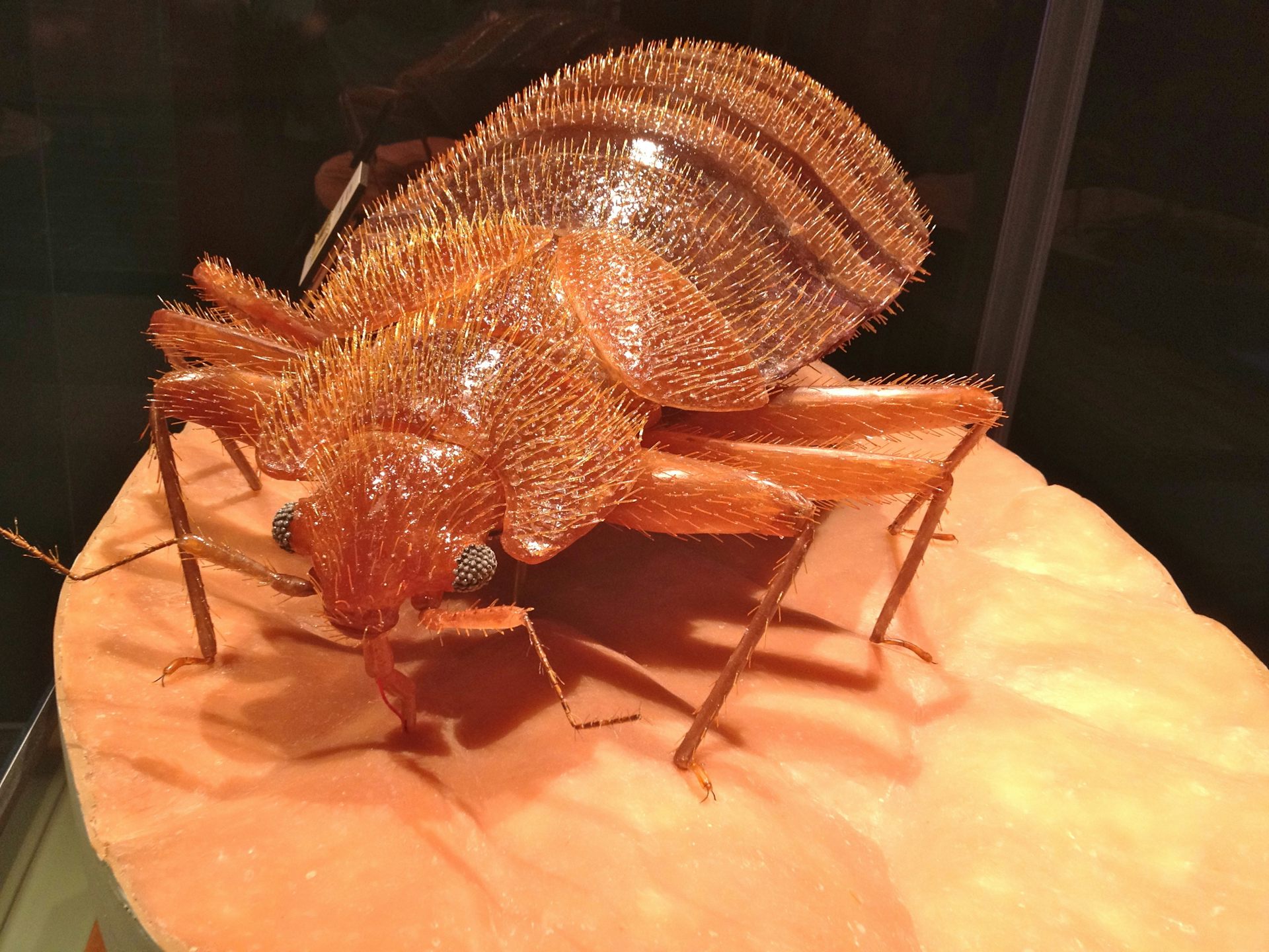 VIDEO bed bugs at London 2012