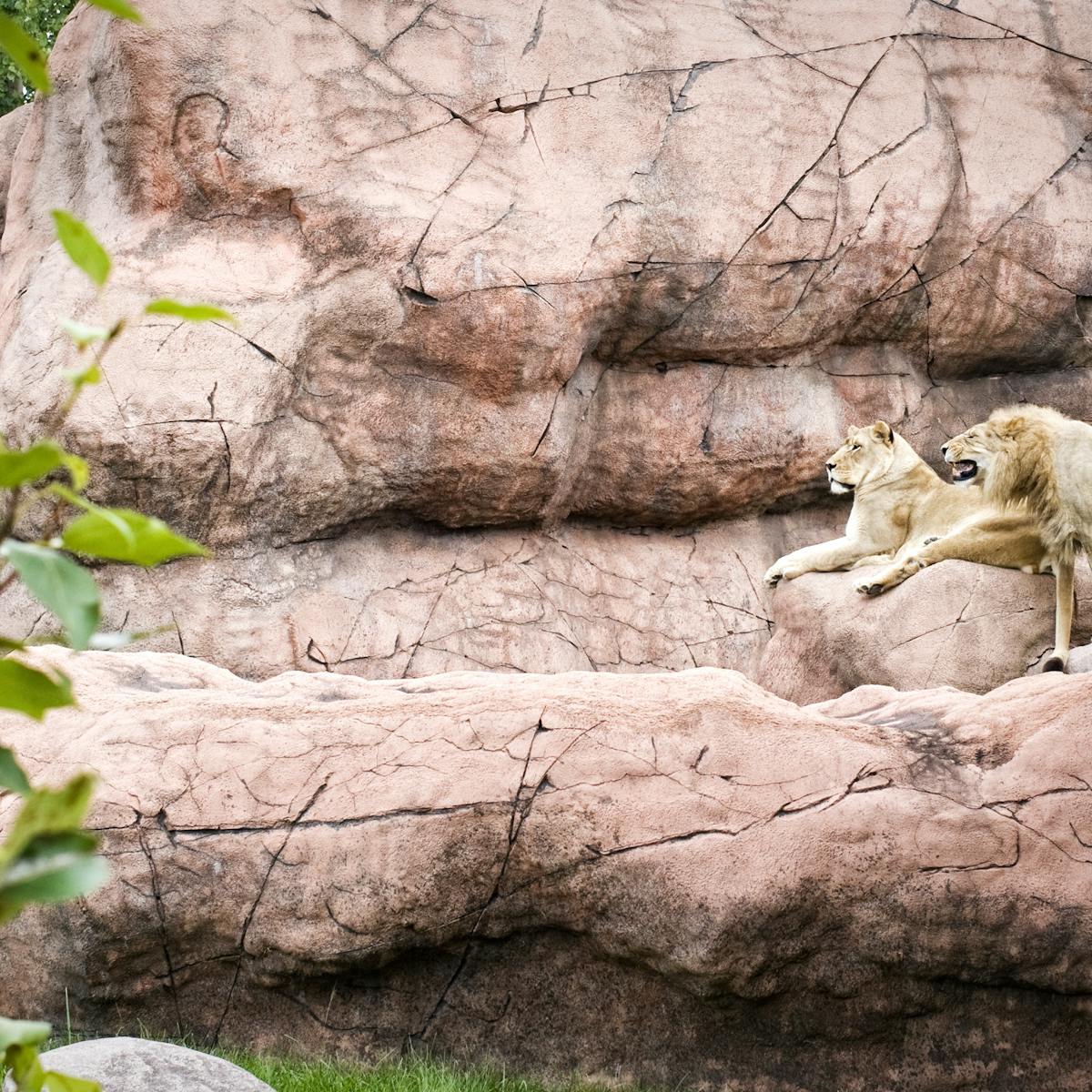 Three ways zoos can deal with extreme food shortages and starving animals Three ways zoos can deal with extreme food shortages and starving animals