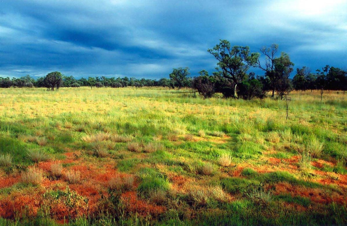EcoCheck: vast, majestic northern savannas need care