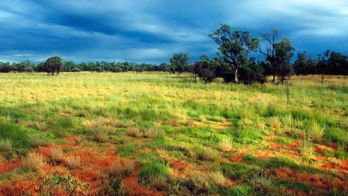 tropical savanna ecosystem
