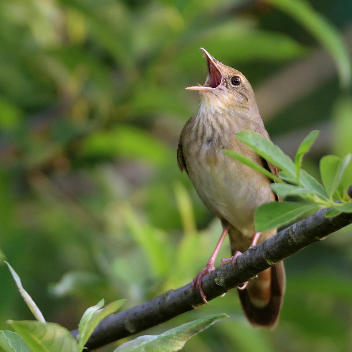 How Songbirds Island Hopped Their Way From Australia To Colonise The World How Songbirds Island Hopped Their Way From Australia To Colonise The World