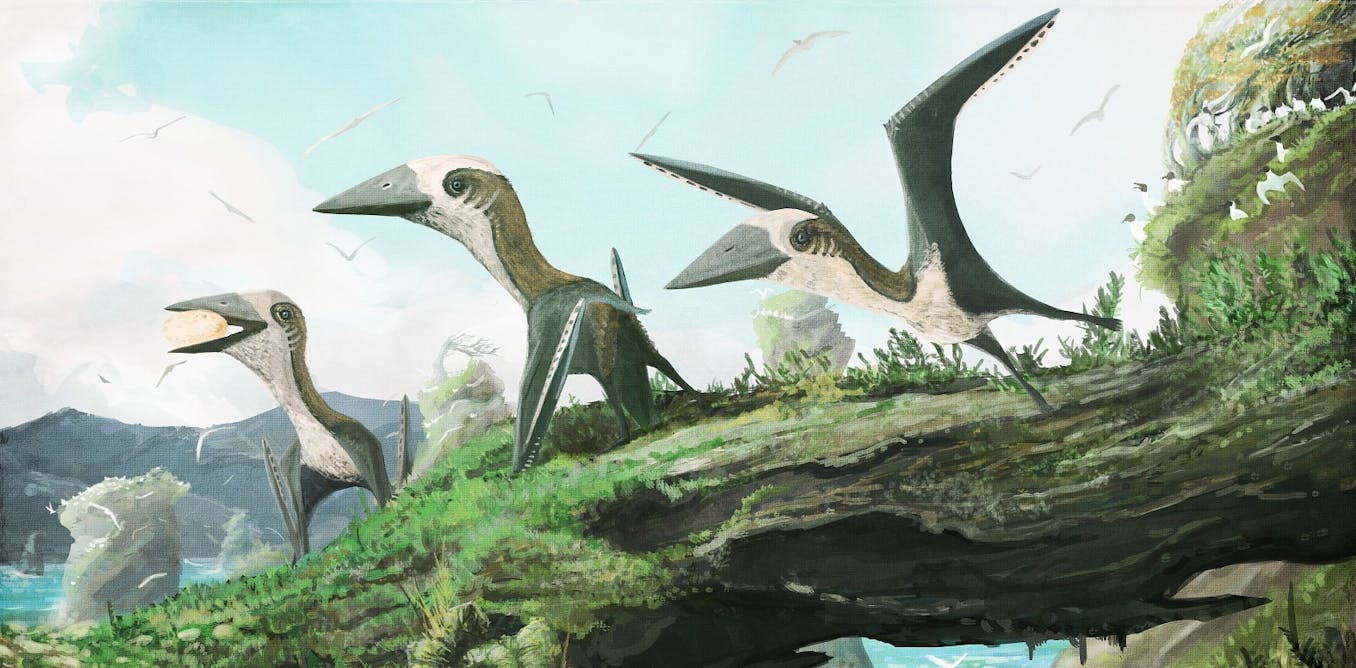 Our New Pterosaur Fossil Shows Birds And Small Reptiles Flew Side By Side
