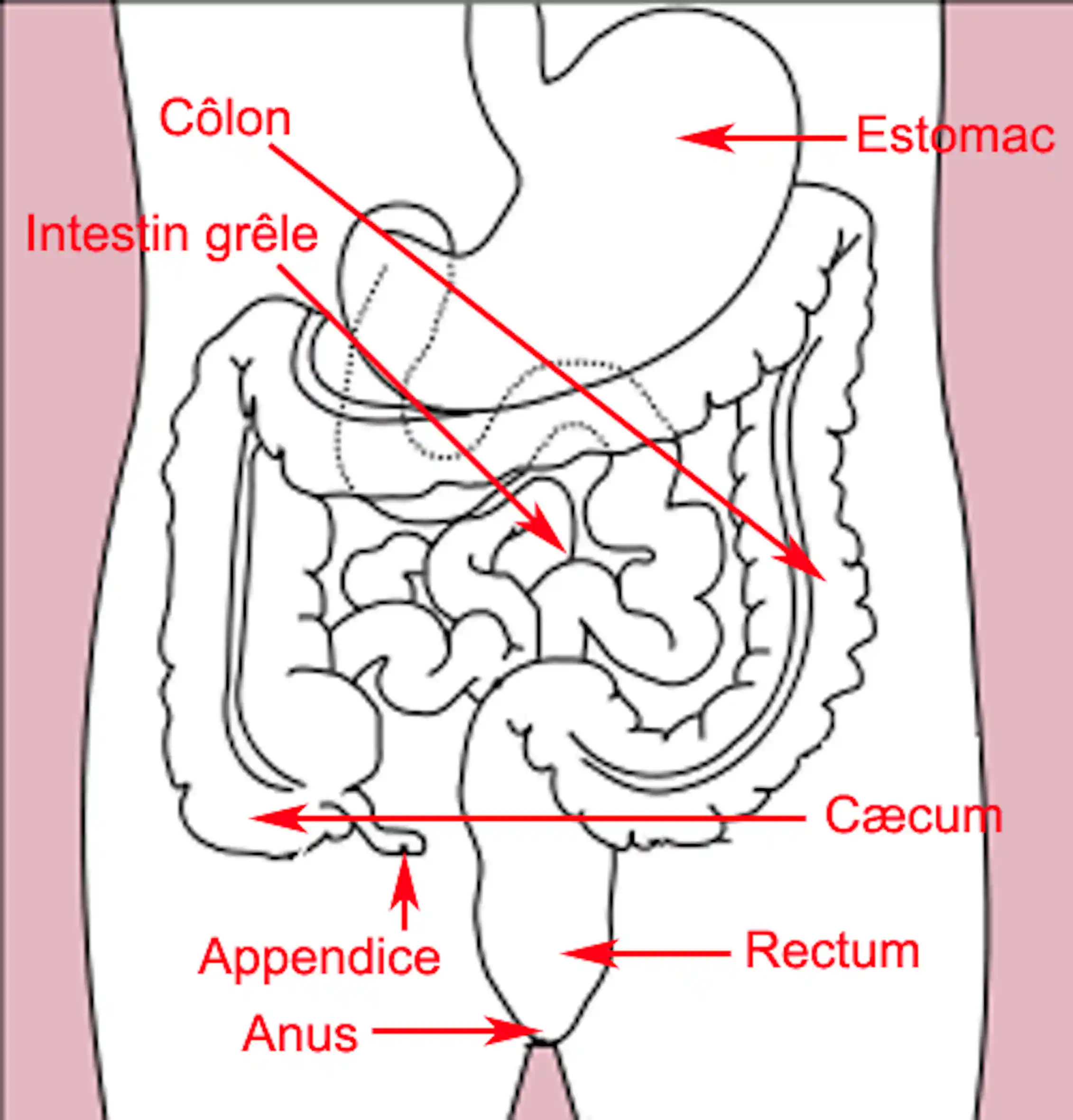 Le microbiote intestinal dicte-t-il notre humeur et nos comportements
