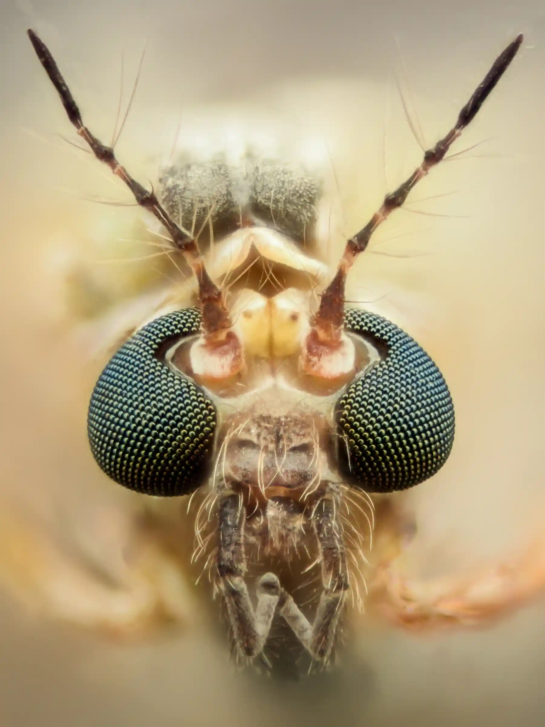 Mic Bug Insect Insects are helping us develop the future of hearing aids