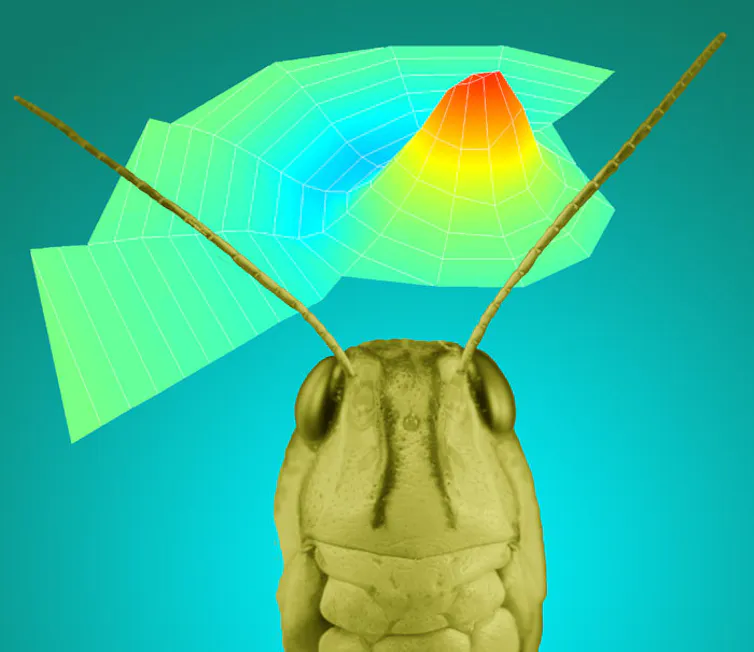 Insects are helping us develop the future of hearing aids