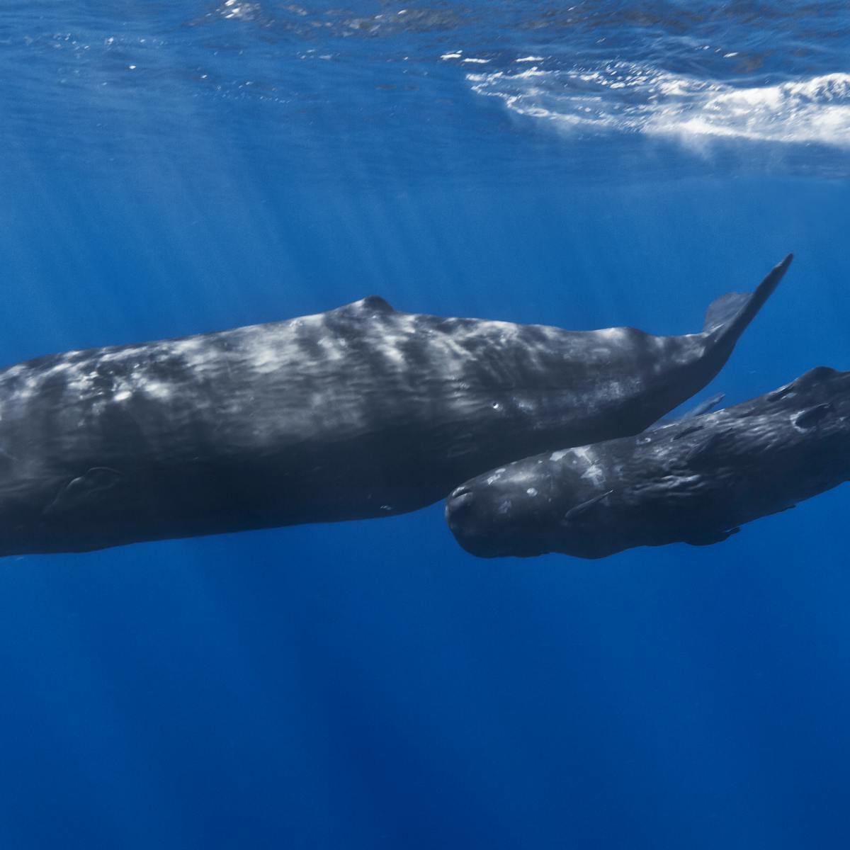 It S Time To Speak Up About Noise Pollution In The Oceans