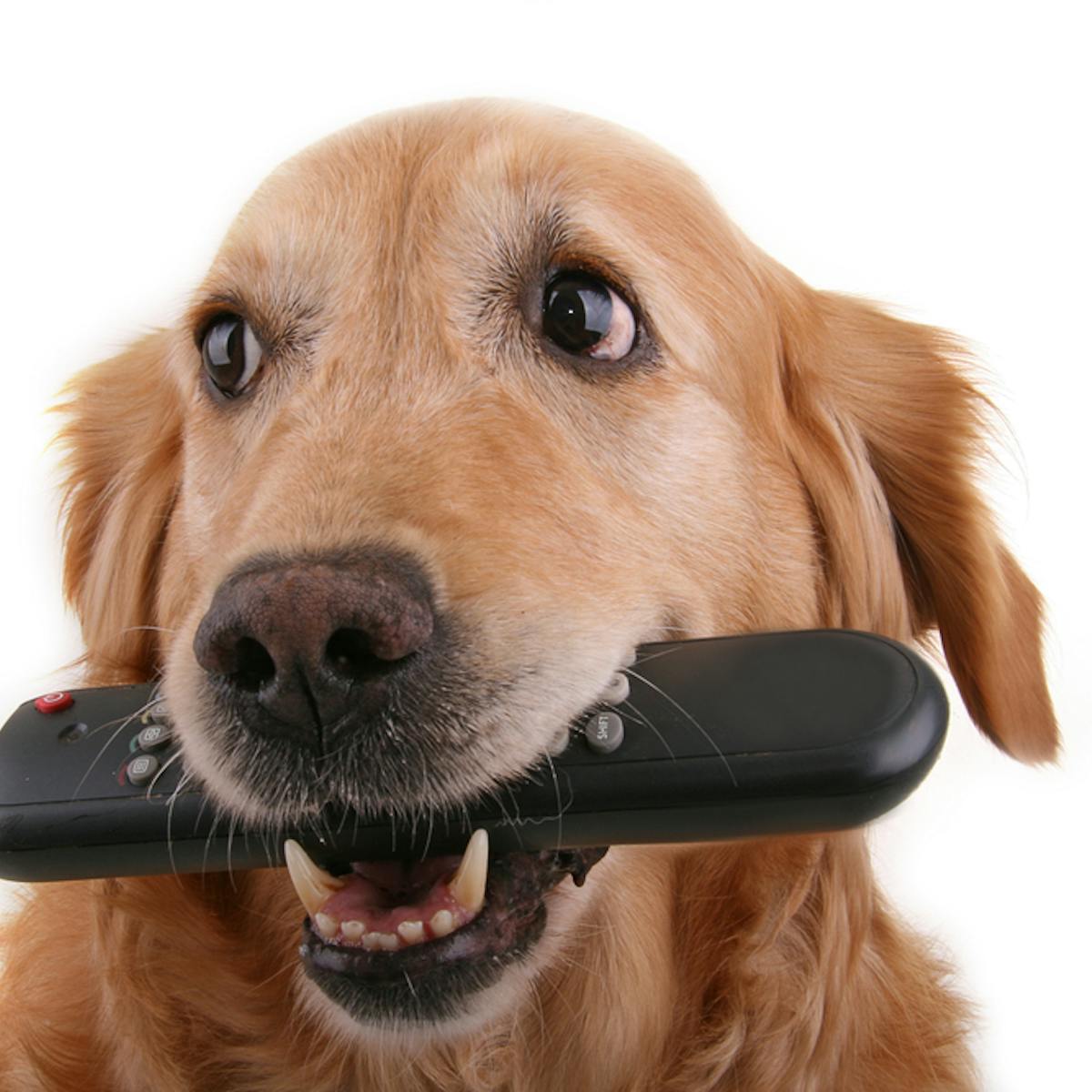 23 Hilarious Memes Perfect For Dog Lovers American Kennel Club