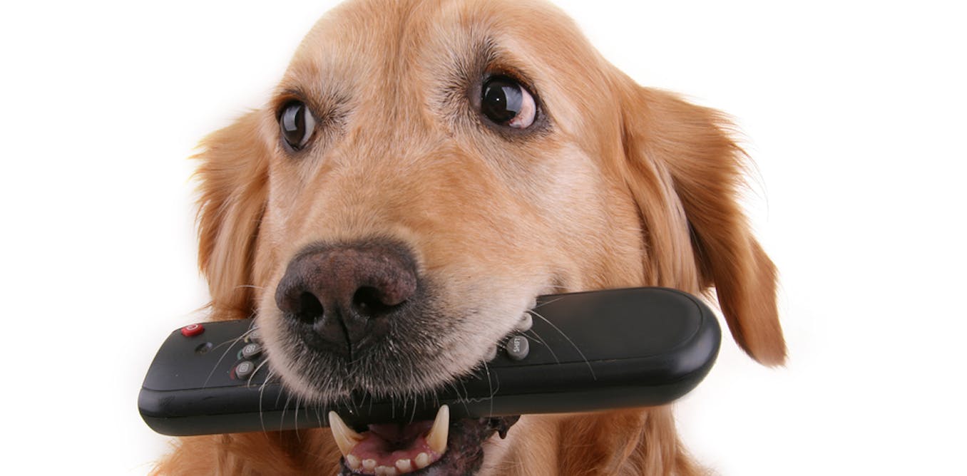 Here S What Dogs See When They Watch Television