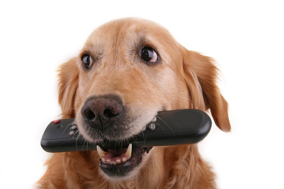 Here S What Dogs See When They Watch Television