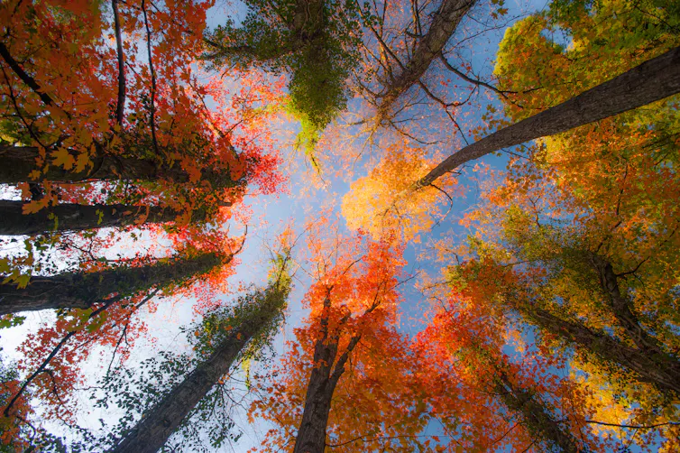 Spectacular Fall Tree Why you can expect a spectacular autumn