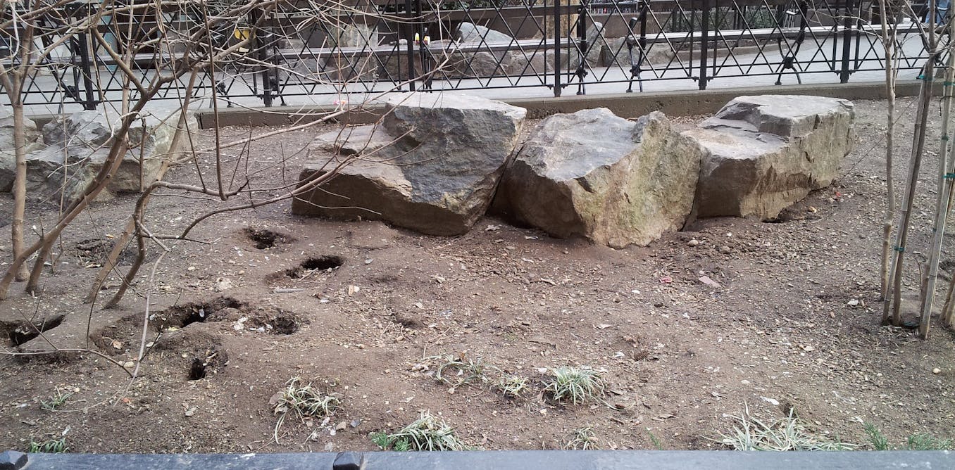 Scientist at work: revealing the secret lives of urban rats