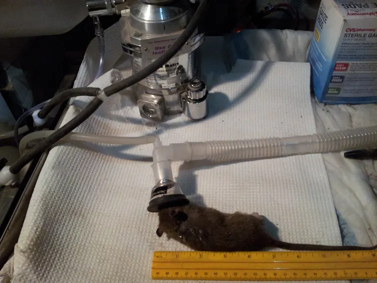 Health Inspector Rats Scientist at work: Revealing the secret lives of urban rats
