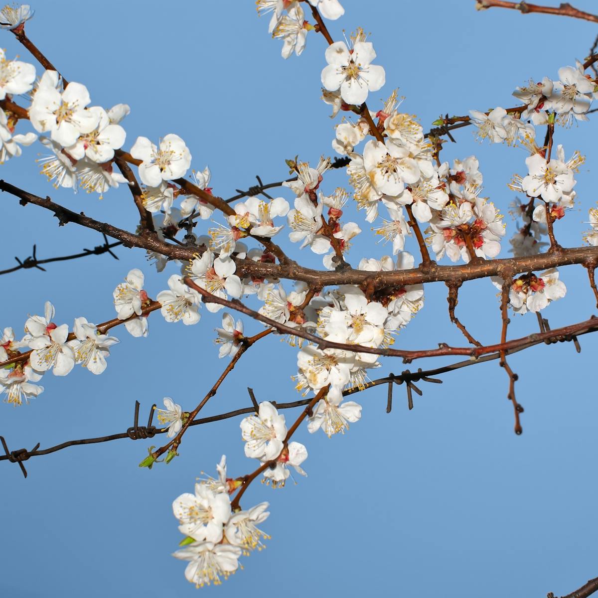 Love In The Time Of Racism Barbed Wire And Cherry Blossoms