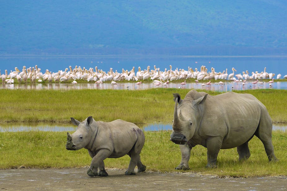 Rhino Horn And Conservation To Trade Or Not That Is The Rhino Horn And Conservation To Trade Or Not That Is The Question
