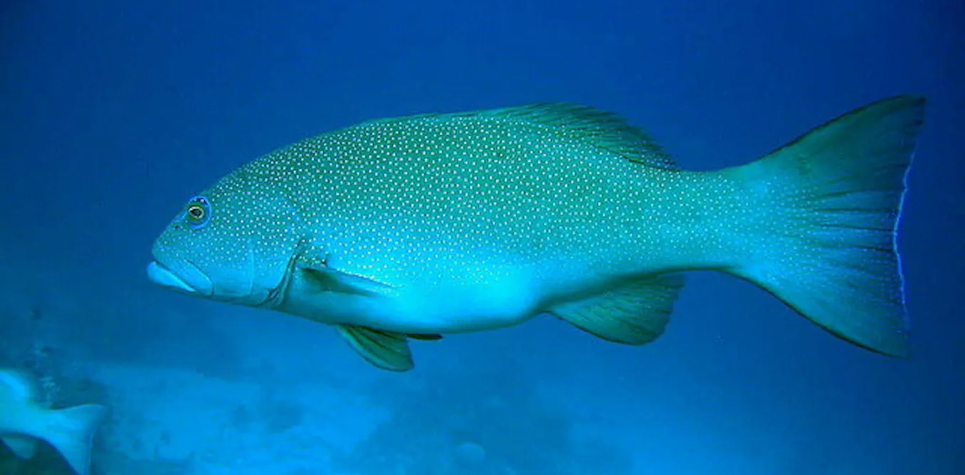 Skin cancer found in Great Barrier Reef fish