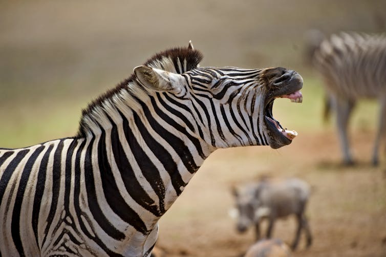 Why zebra refused to be saddled with domesticity