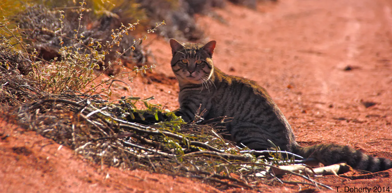 Invasive predators are eating the world's animals to extinction – and ...
