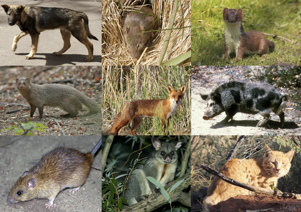 Invasive Mice Invasive predators are eating the world’s animals to extinction – and ...