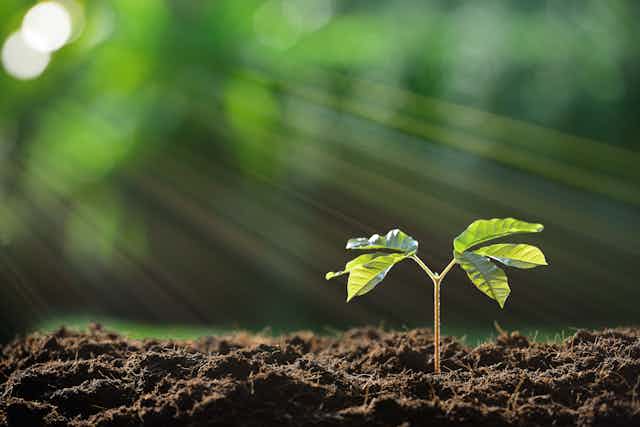 Plant your garden soil