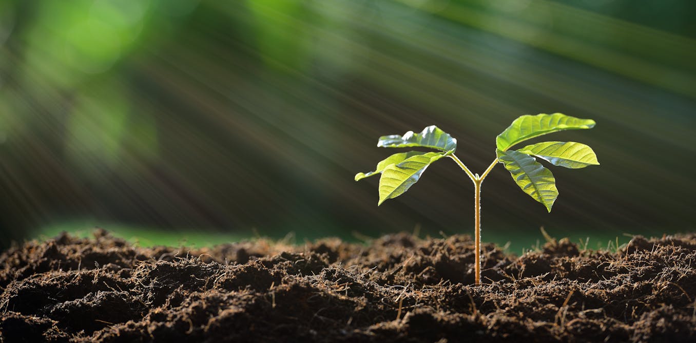 Fertile ground what you need to know about soil to keep