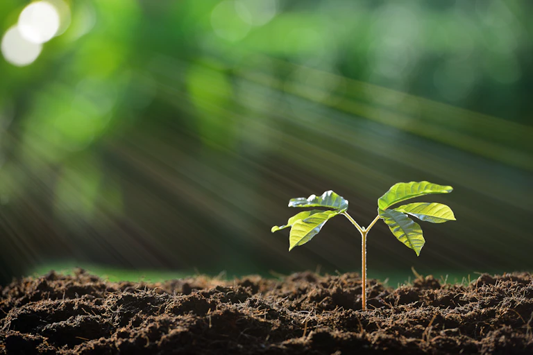 True Ground Fertile ground: what you need to know about soil to keep your garden ...