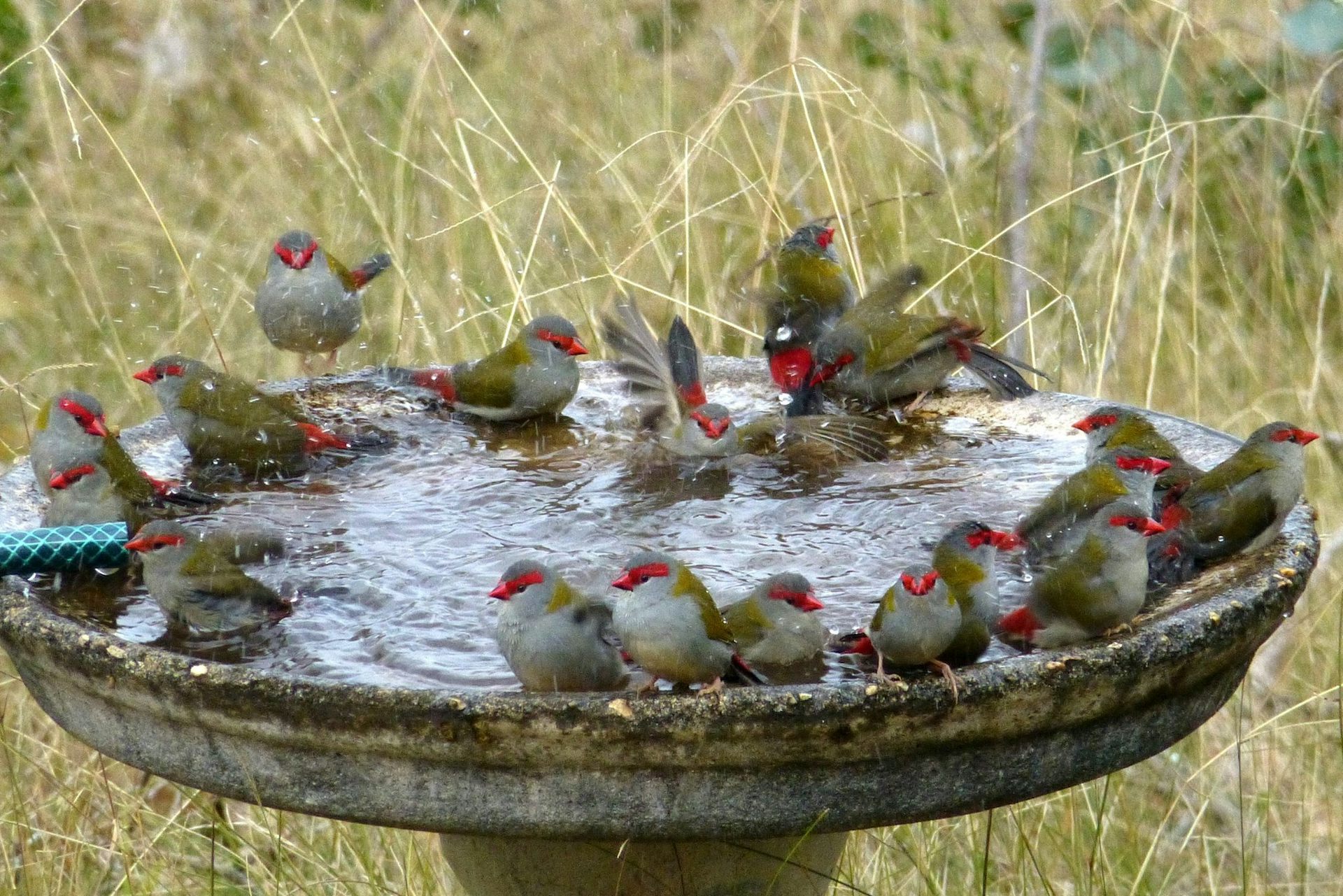 bird bath for birds