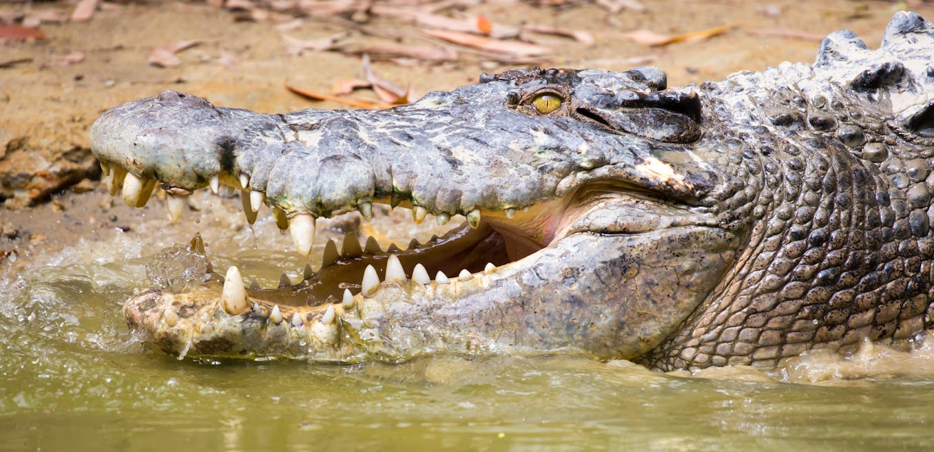 Men Spectacular Alligator Crocodile Pattern Messenger Genuine