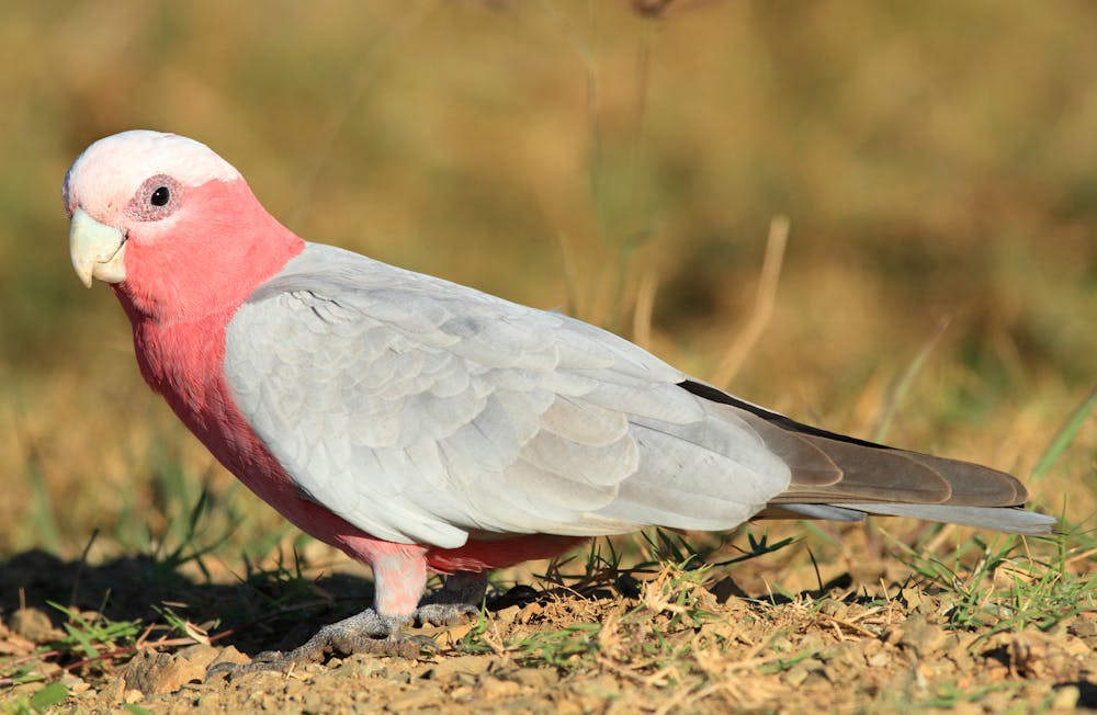australian pink parrots
